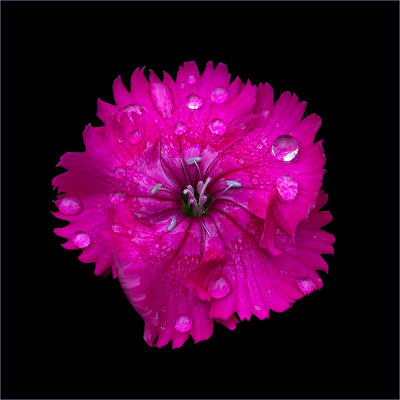 Wet Carnation