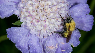 Dew Bee On Scabiosa