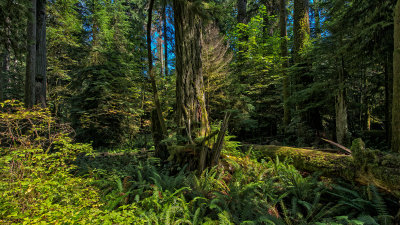 Old Growth