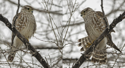Tandem Merlins Falcon