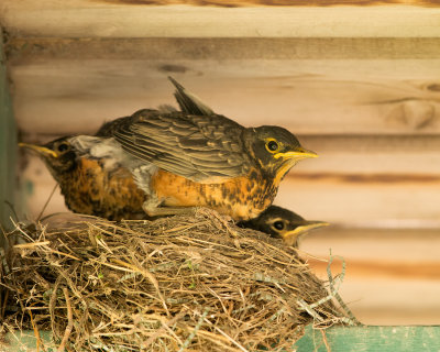 Fledging