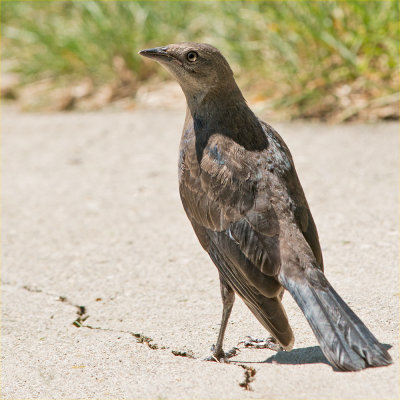 Baby Grackle