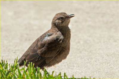 Baby Grackle - Begging Moma to be fed