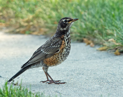 Fledgling Hunting