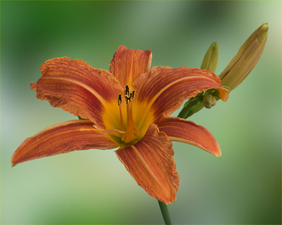 Day Lily On Green