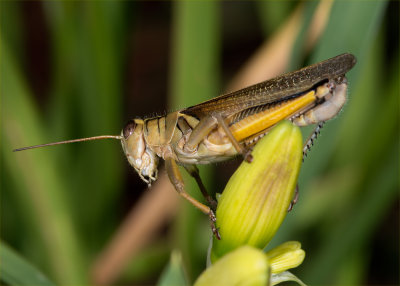 Birth Of A Grasshopper