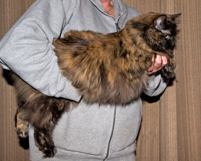 2 Year Old Blossom, Tortise Shell, Maine Coon Cat