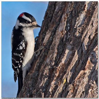 Male Downey Woodpecker