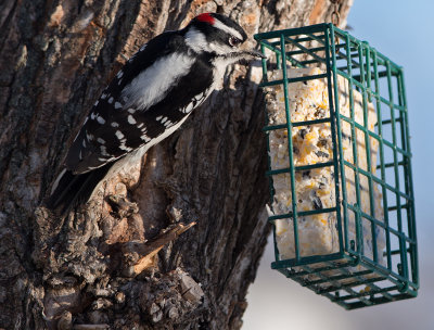 Male Downey Woodpecker Feeding