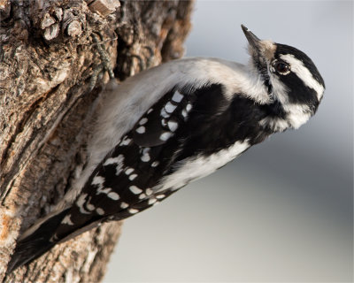 Female Downey Woodpecker
