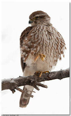 Merlin's Falcon
