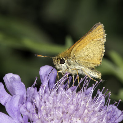 Skipper on Scabiosa