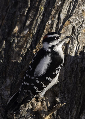 Sunlit Male Downey Woodpecker