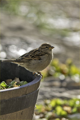 Backlit Female Sparrow