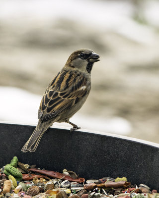 The Mighty Sparrow - Dec 5 2015