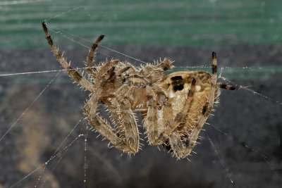 Arachnid - Jewel Spider