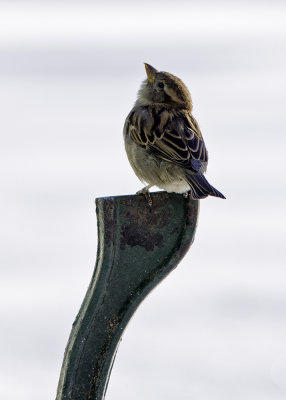 Wonderment - The Mighty Sparrow