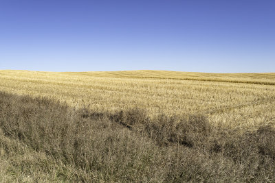 Sunlit Prairie 