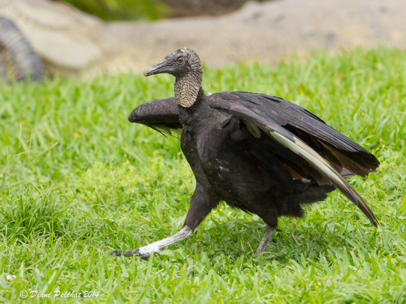 Urubu noir<br/>Black Vulture