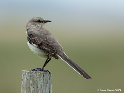 Moqueur polyglotteNothhen Mockingbird