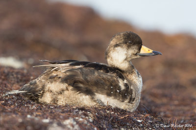 Macreuse à bec jauneBlack Scoter