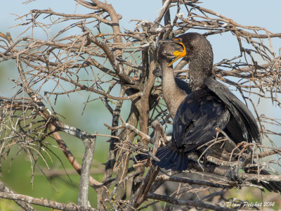 Cormoran  aigrettesDouble-Crested Cormorant