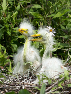 Grande aigrette / Great Egret