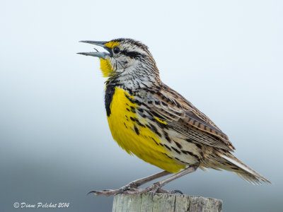 Sturnelle des prsEastern Meadowlark