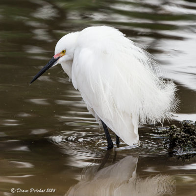 Aigrette neigeuse / Snowy Egret