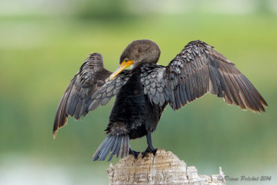 Cormoran  aigretteDouble-Crested Cormorant