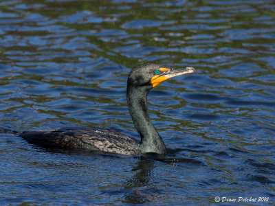 Cormorn  aigrettesDouble-Crested Cormorant