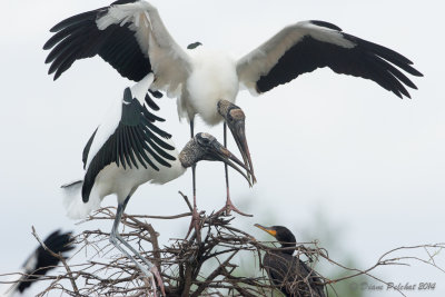 Tantale d'Amérique Wood Stork