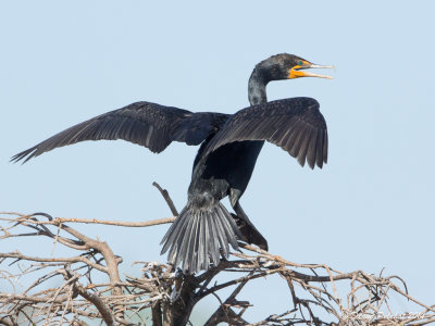 Cormoran à aigrettesDouble-Crested Cormorant