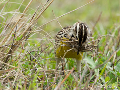 Sturnelle des prsEastern meadowlark