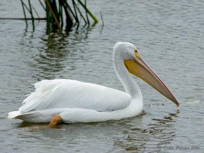 Pélican blancGreat White Pelican