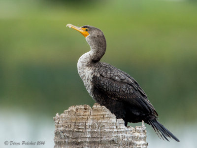 Cormoran à aigretteDouble-Crested Cormorant