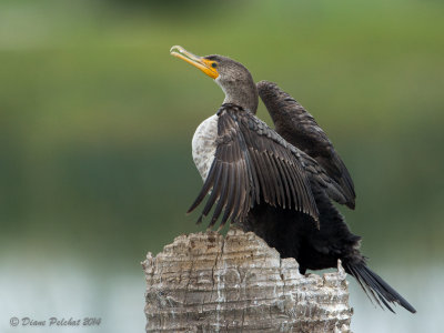 Cormoran à aigrette Double-Crested Cormorant
