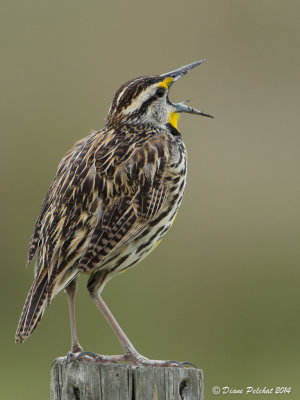 Sturnelle des présEastern Meadowlark