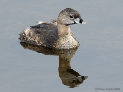 Grèbe à bec bigarré<br/>Pied-billed Grebe