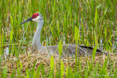 Grue du Canada Sandhill Crane