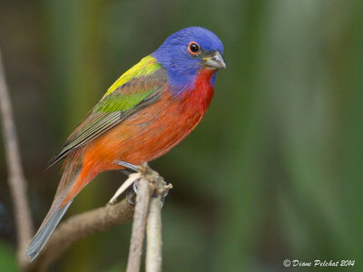 Passerin nonpareilPainted Bunting