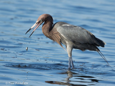 Aigrette roussâtreReddish
