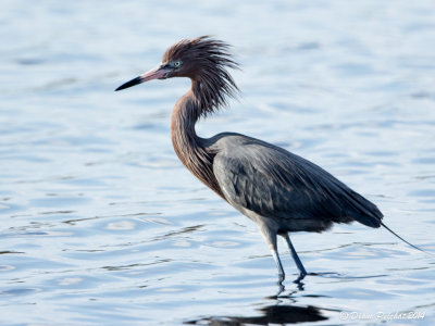 Aigrette roussâtre / Reddish Egret