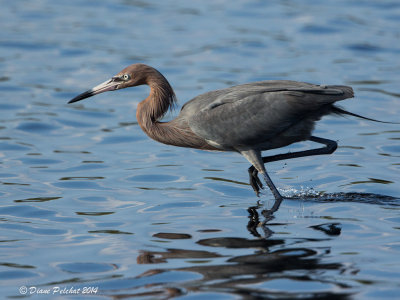 Aigrette roussâtreReddish Egret