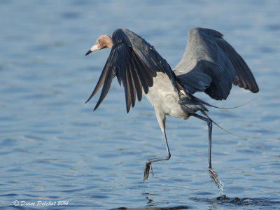 Aigrette roussâtre / Reddish Egret