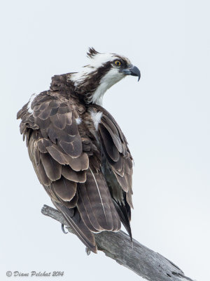 Balbuzard pêcheurOsprey_MG_5380.jpg