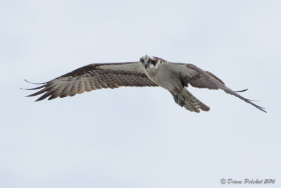 Balbuzard pêcheurOsprey