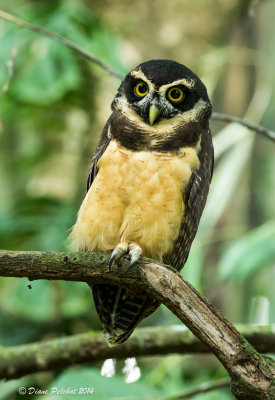 Hibou à lunettesSpectacled Owl