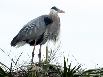 Grand HéronGreat Blue Heron