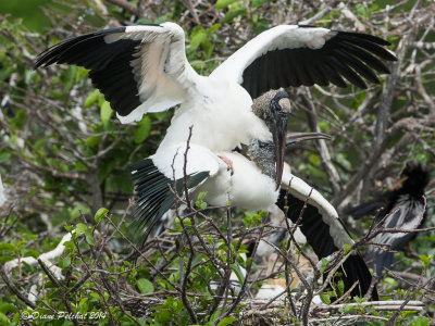 Tantale d'Amérique Wood Stork